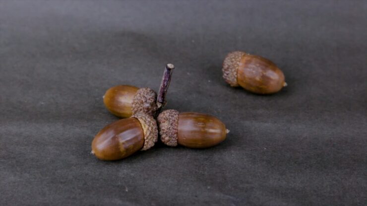Acorn Seed - Pin Oak