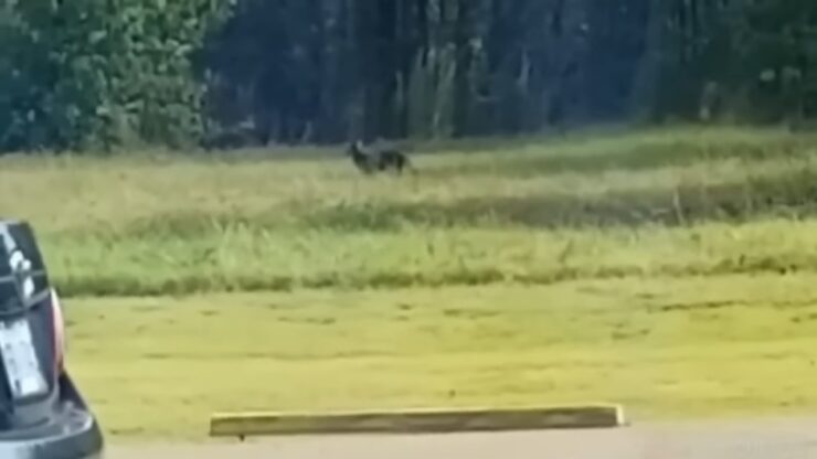 Black Cat - Cougar- Spotted In Mississippi