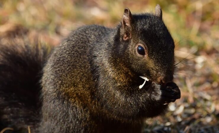 Black Squirrel Challenges and Threats