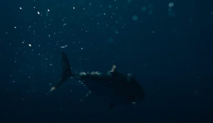 A picture of a blackfin tuna underwater