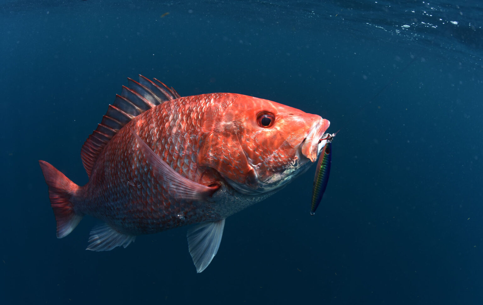 How to Catch Bigger Snapper The Jump