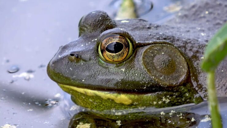 Characteristics of American Bullfrog