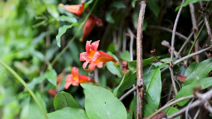 Crossvine - Bignonia capreolata - Attractive Flowers