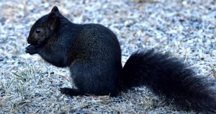 Ecological Significance of Black Squirrels