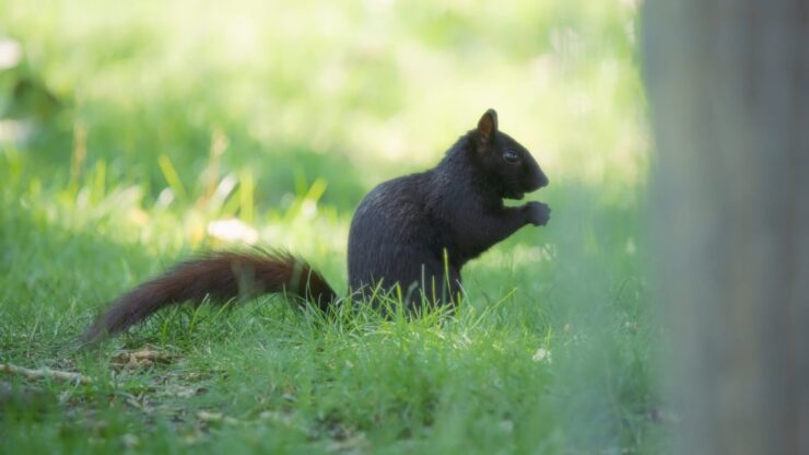 Facts About Black Squirrel