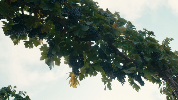 Grapes hang from the vine