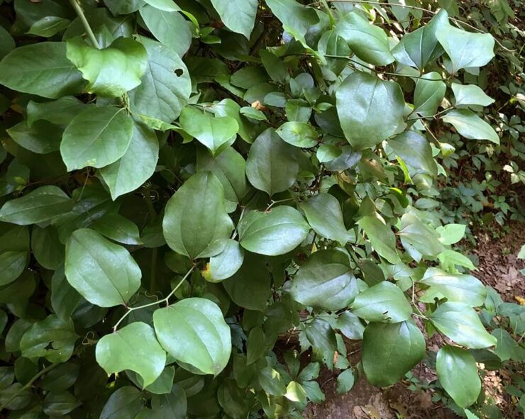 Greenbrier Vine - About Plant