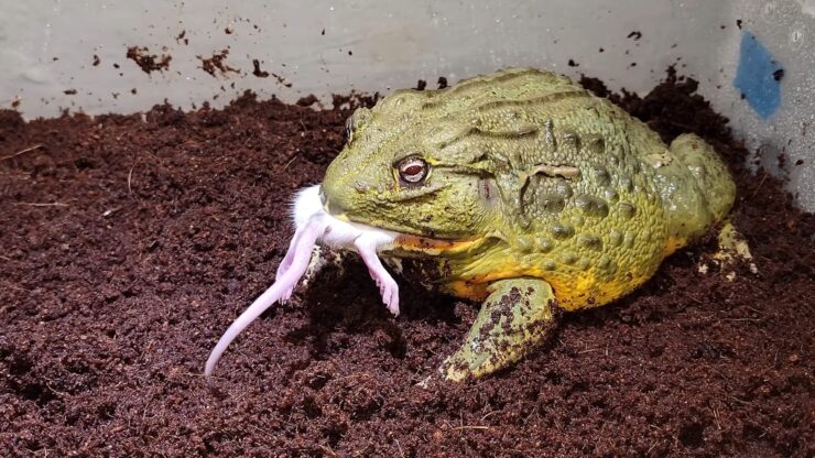 Huge Bullfrog Eats Rat