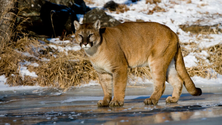 Proof Indiana Cougar Captured On Camera The Jump 1922