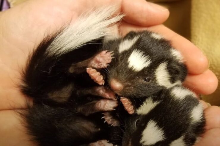 Little Baby Skunks in the Hands