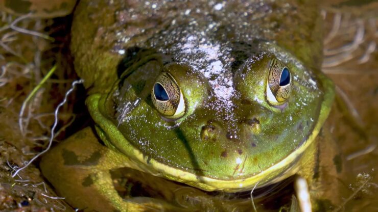 Louisiana Bullfrog - Large Amphibians - Facts