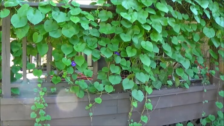 Patio decoration with the Morning Glory Vine