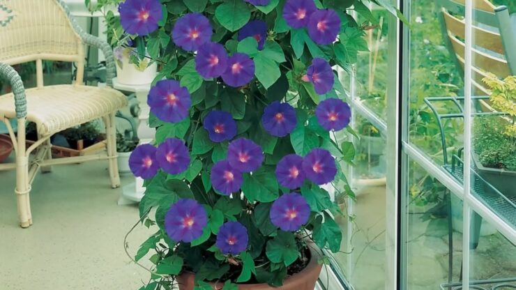 Morning Glory vine in large planters