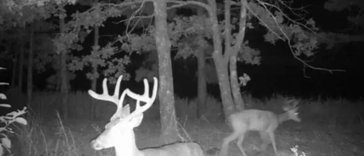 Oklahoma - Trail Camera - Deers