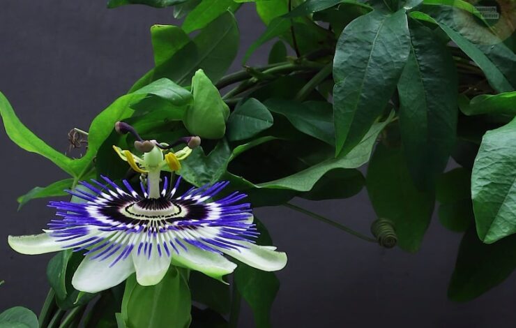 Passion Flowers Blooming