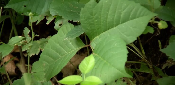 Poison Ivy Vine