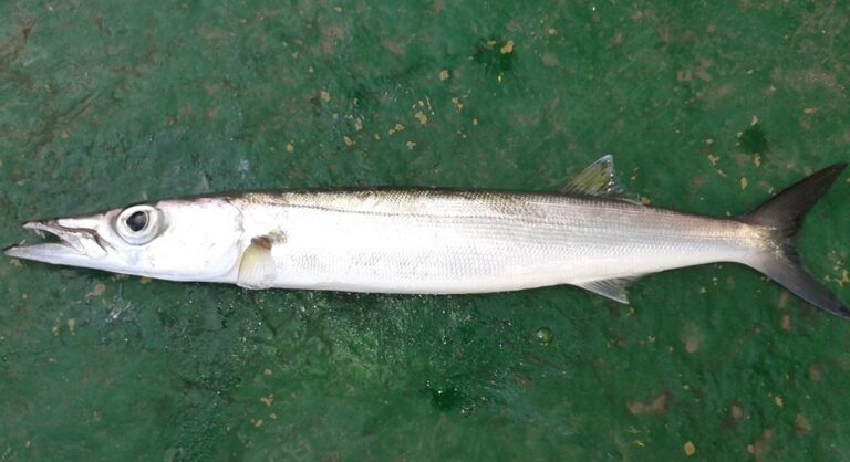 Small Barracuda | Learn More About These Small Predators - The Jump