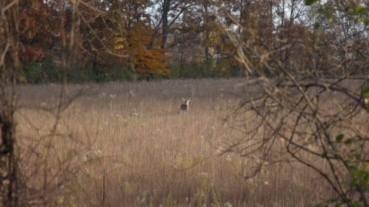 The Buck in the Cattail Sloughs