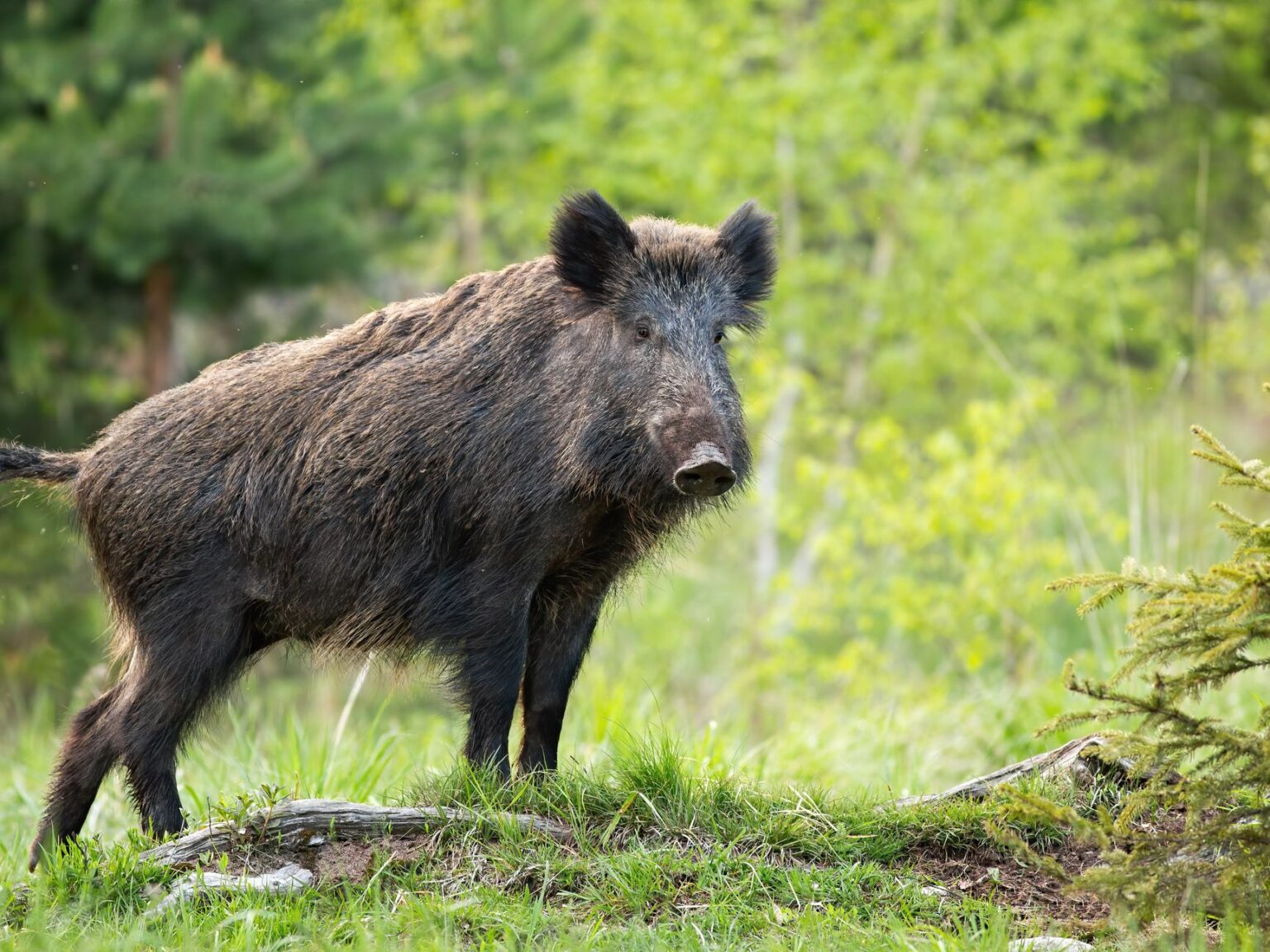 Official Boar Scoring System - The Jump