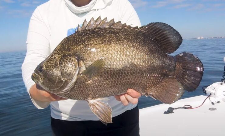 The fisherman is holding a tripletail fish in his hands