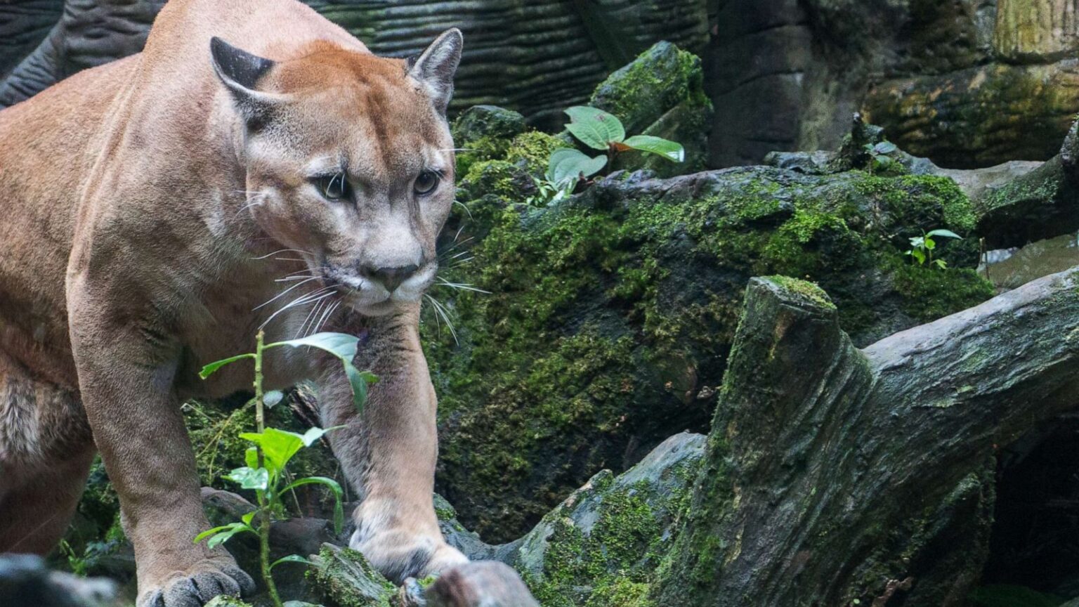 Two Mountain Lions Confirmed in Western Oklahoma The Jump