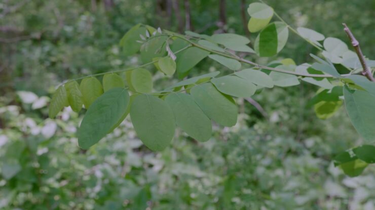 Water Locust Tree - Facts About Tree