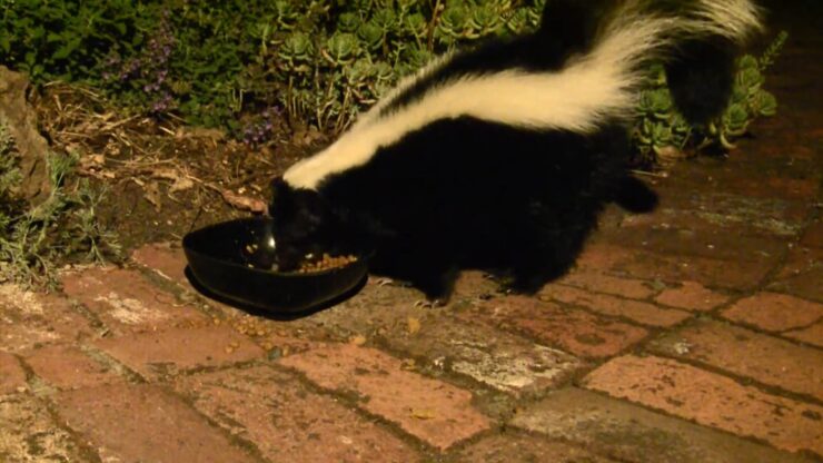 skunks eat kibble food