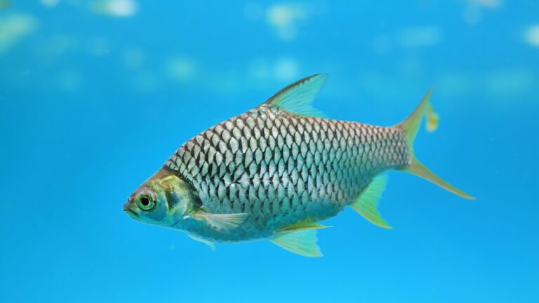 Fish Facts Java Barb Barbonymus Gonionotus The Jump