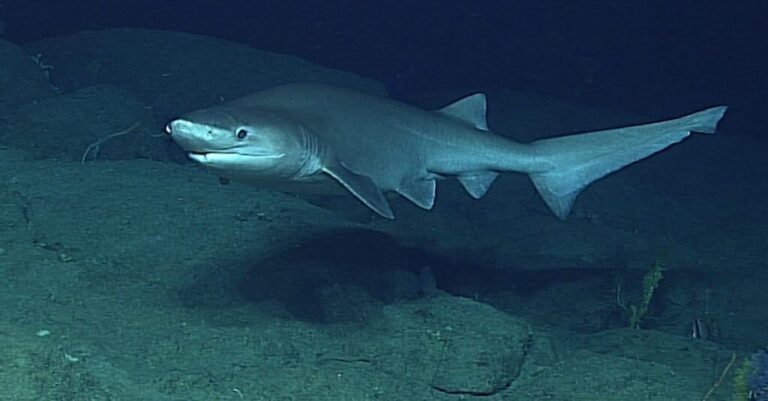 Fish Facts: Bigeye Sixgill Shark - Hexanchus Nakamurai - The Jump