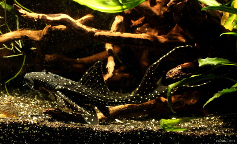 Fish Facts: Black Adonis Pleco - Acanthicus hystrix - The Jump