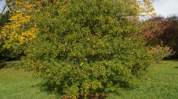 Growth of Laurel Oak