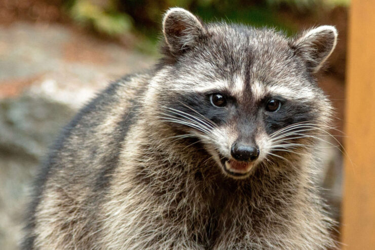 More About Raccoon - Procyon Lotor - The Jump