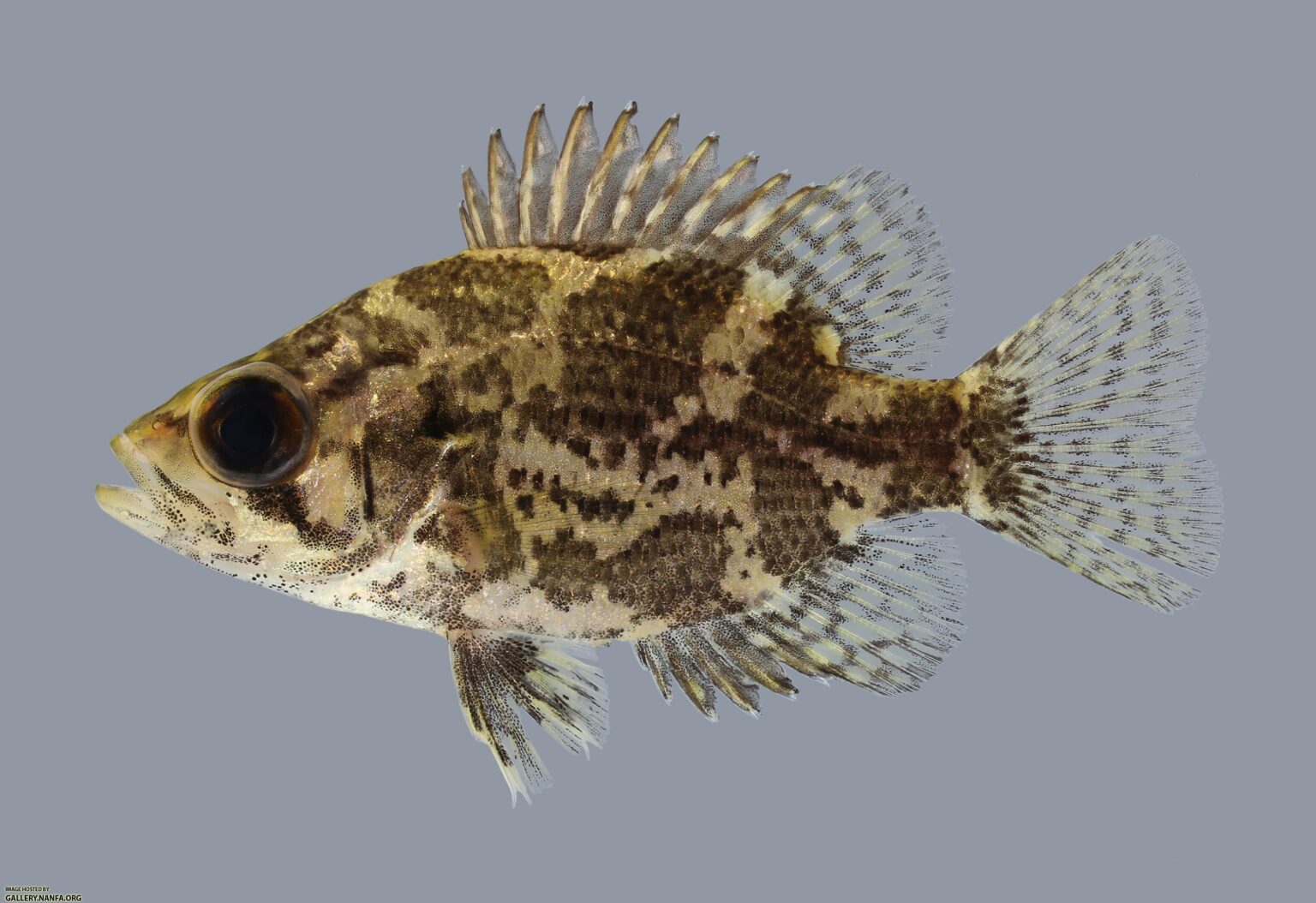 Fish Facts: Shadow Bass - Ambloplites Ariommus - The Jump