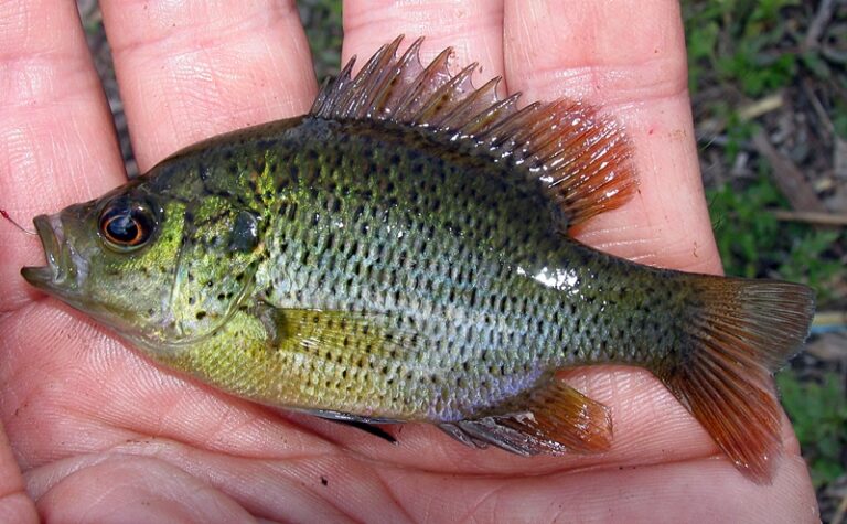 Fish Facts: Spotted Sunfish - Lepomis Punctatus - The Jump