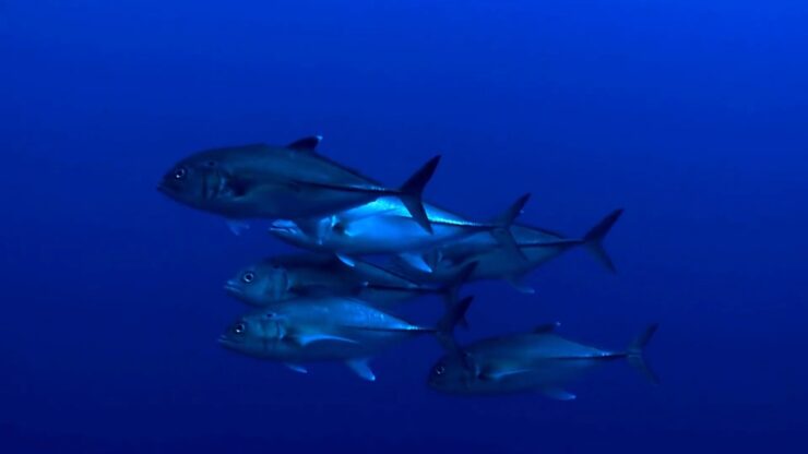 Blackfin Tuna Habitat